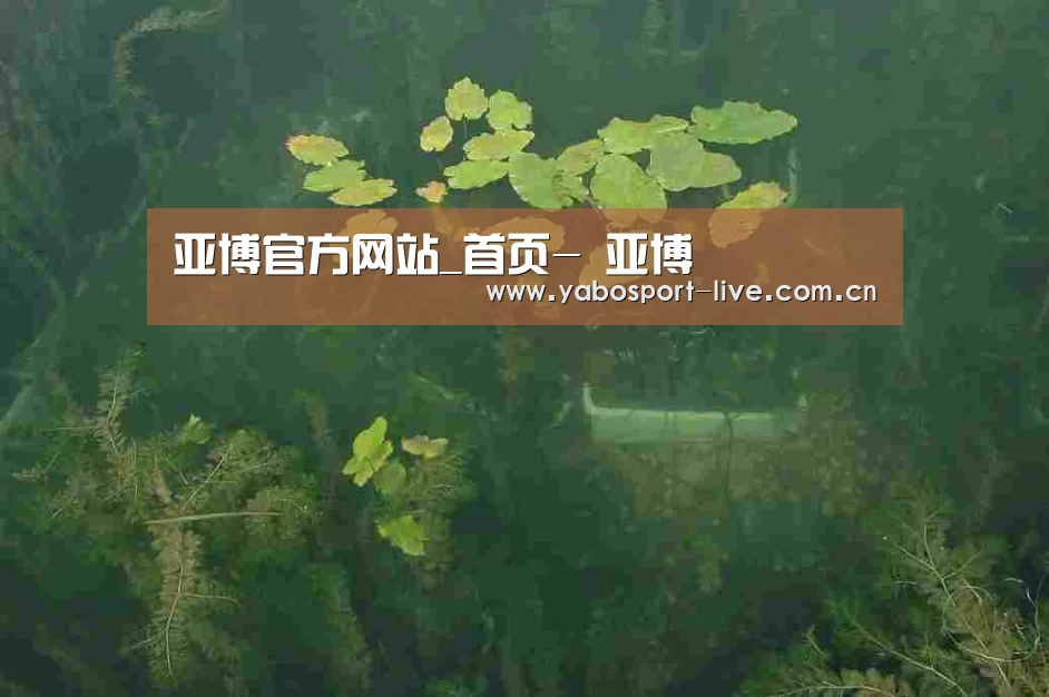 案例展示三